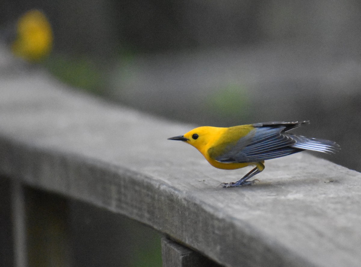 Prothonotary Warbler - ML618738670