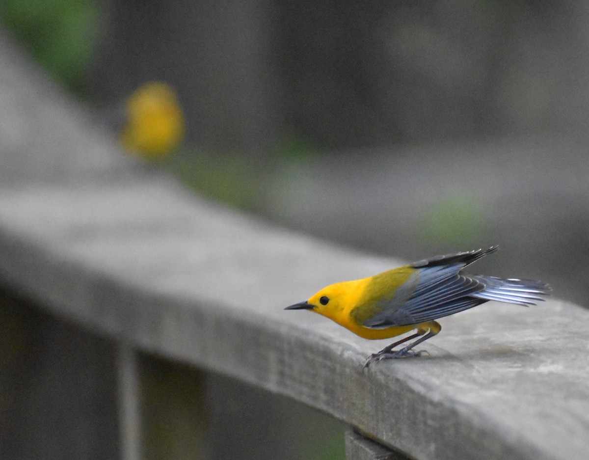 Prothonotary Warbler - ML618738671