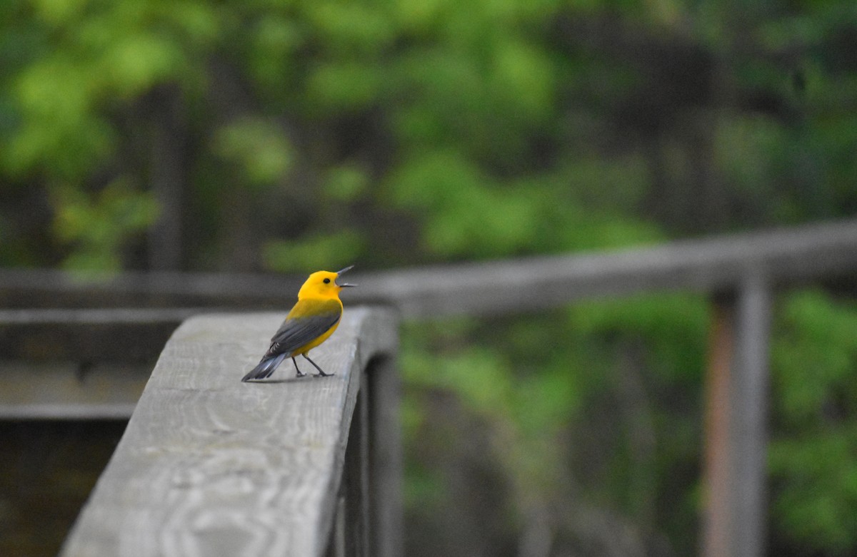 Prothonotary Warbler - ML618738672