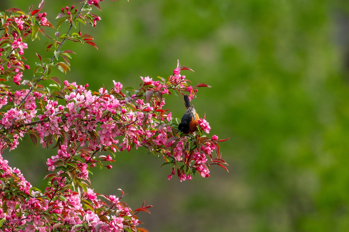 Orchard Oriole - ML618738685