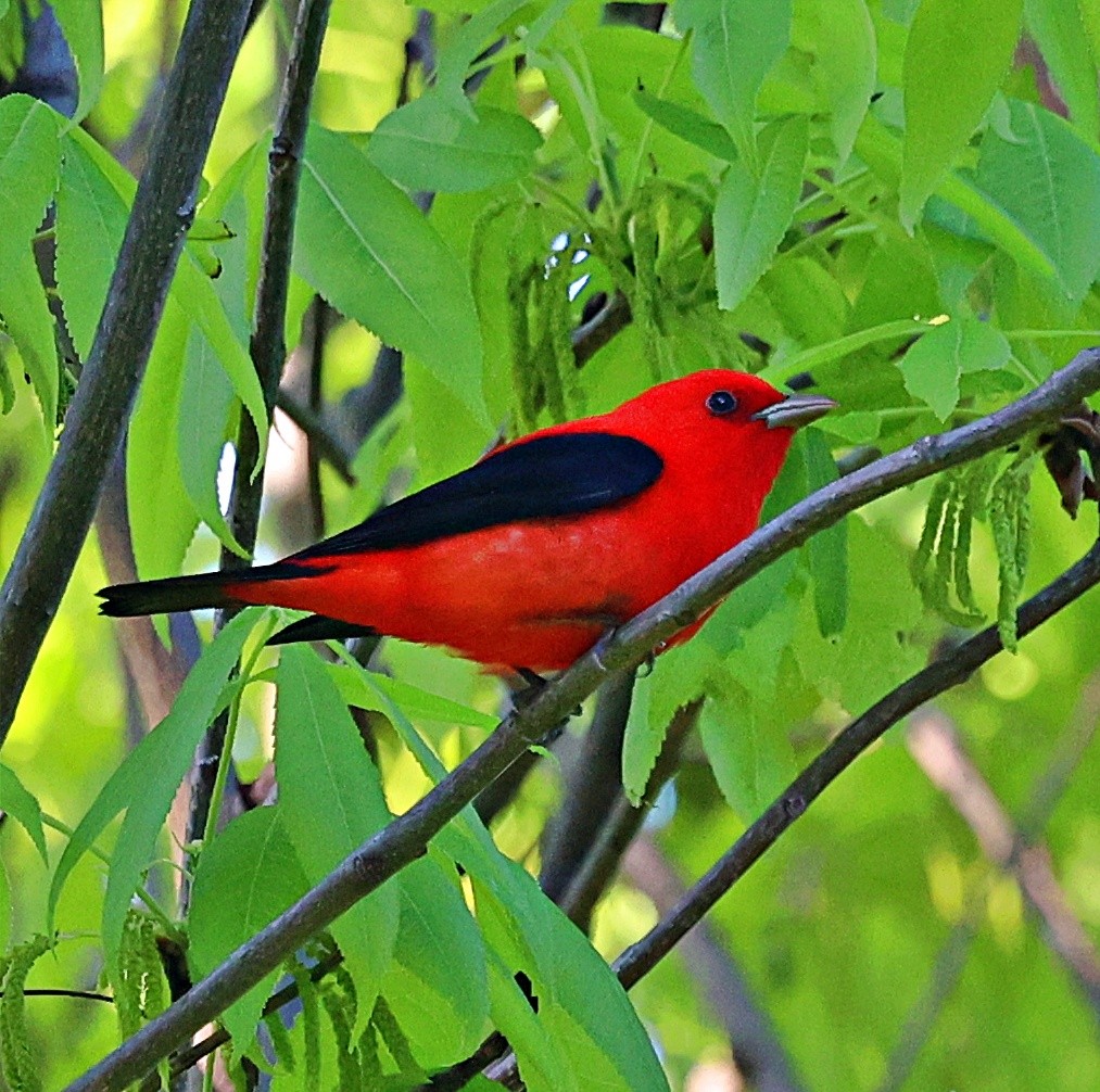Scarlet Tanager - ML618738689