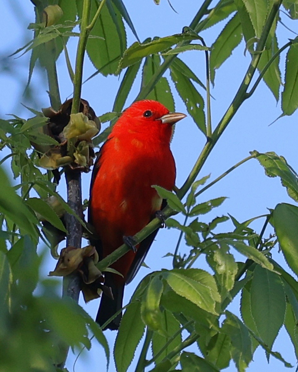 Scarlet Tanager - ML618738690