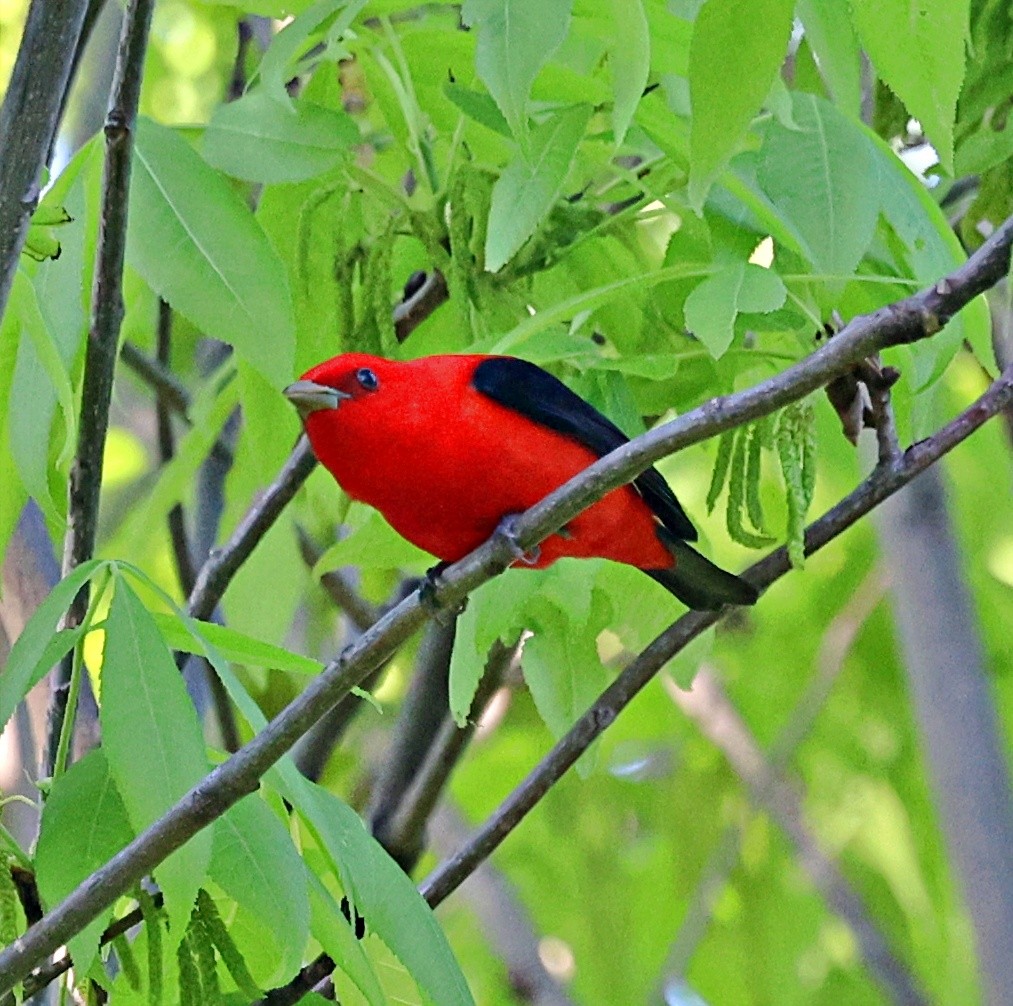 Scarlet Tanager - ML618738691