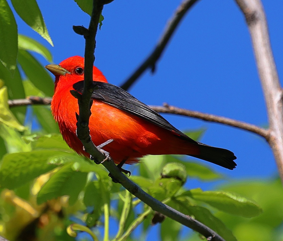 Scarlet Tanager - ML618738692