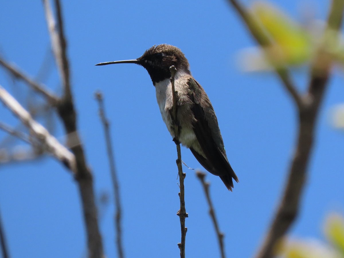 Black-chinned Hummingbird - ML618738703
