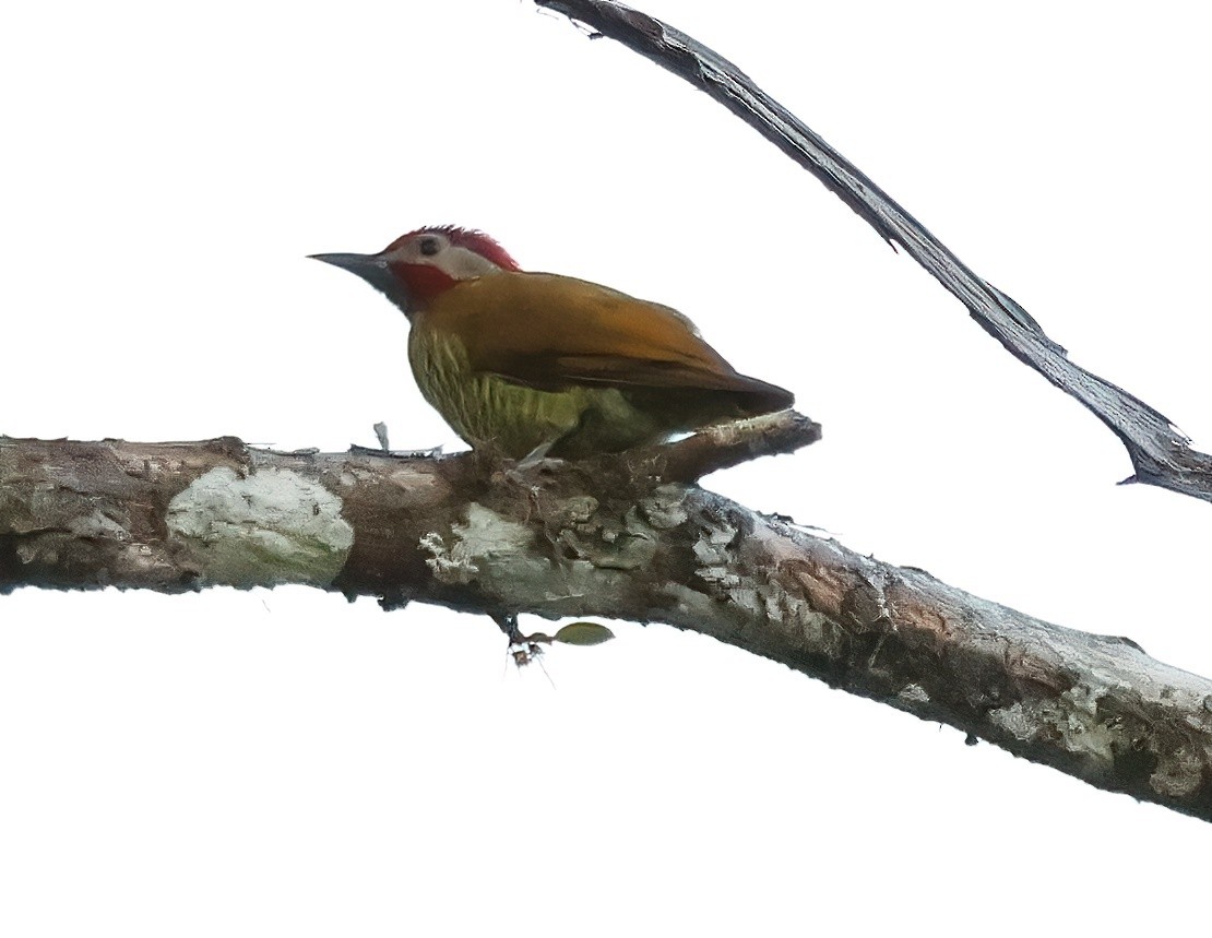 Golden-olive Woodpecker - ML618738731