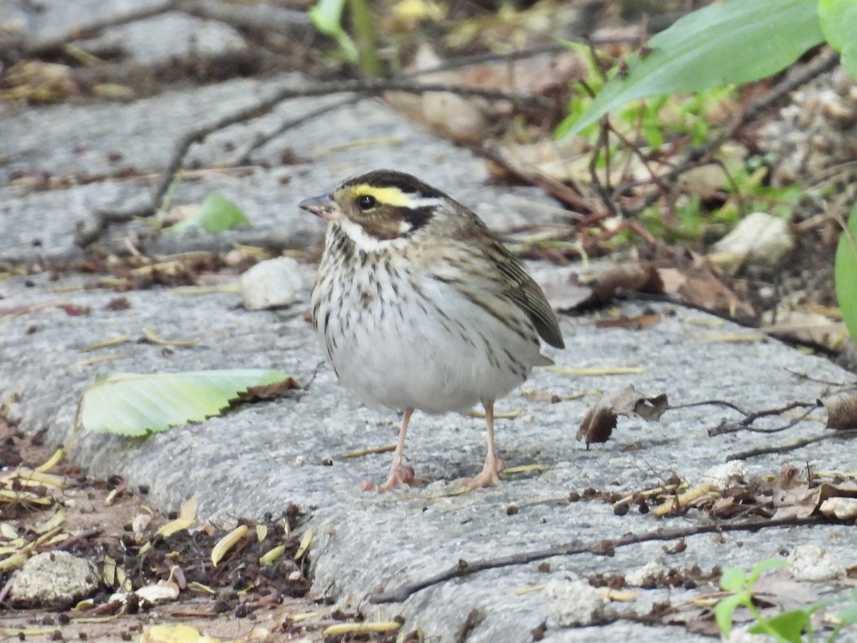 Yellow-browed Bunting - ML618738795