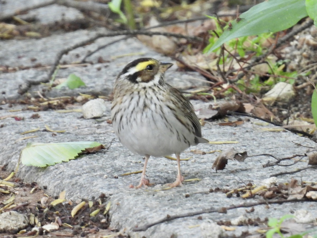 Yellow-browed Bunting - ML618738796