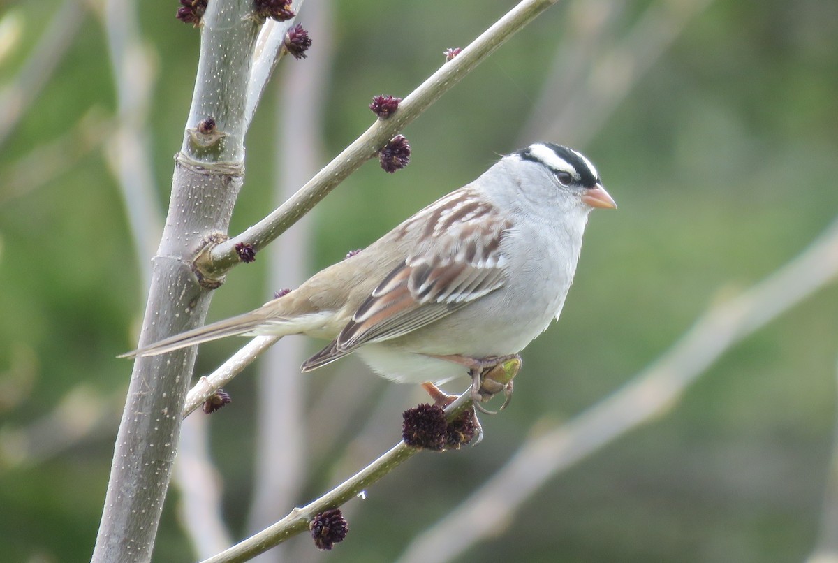 White-crowned Sparrow - ML618738810