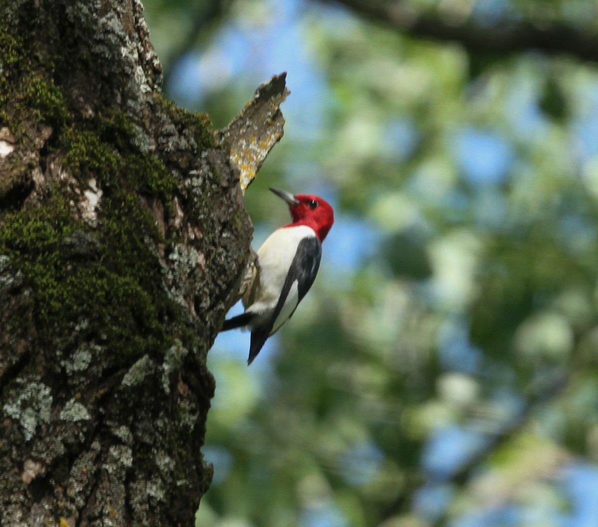 Red-headed Woodpecker - ML618738816