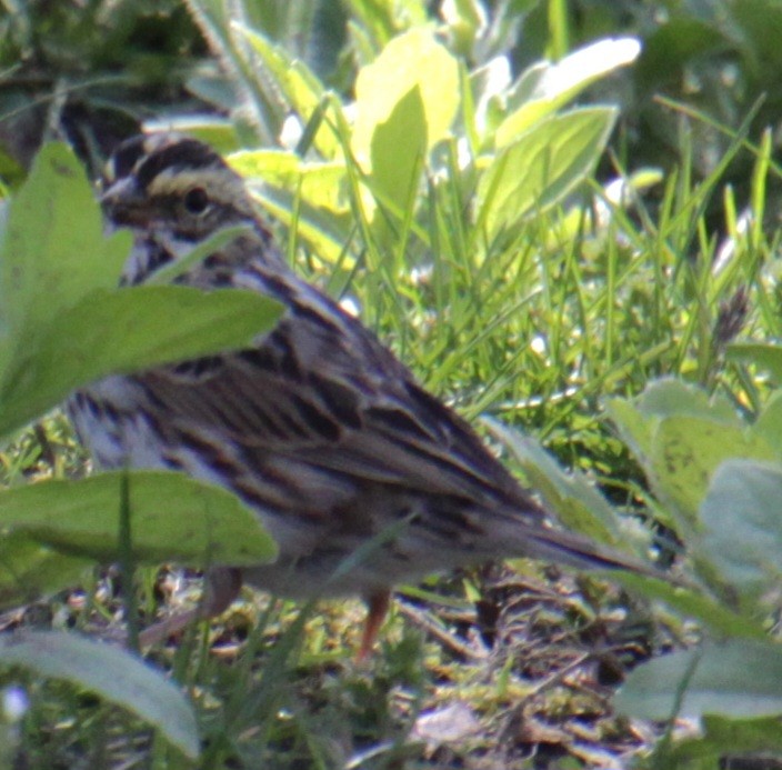 Savannah Sparrow (Savannah) - ML618738818