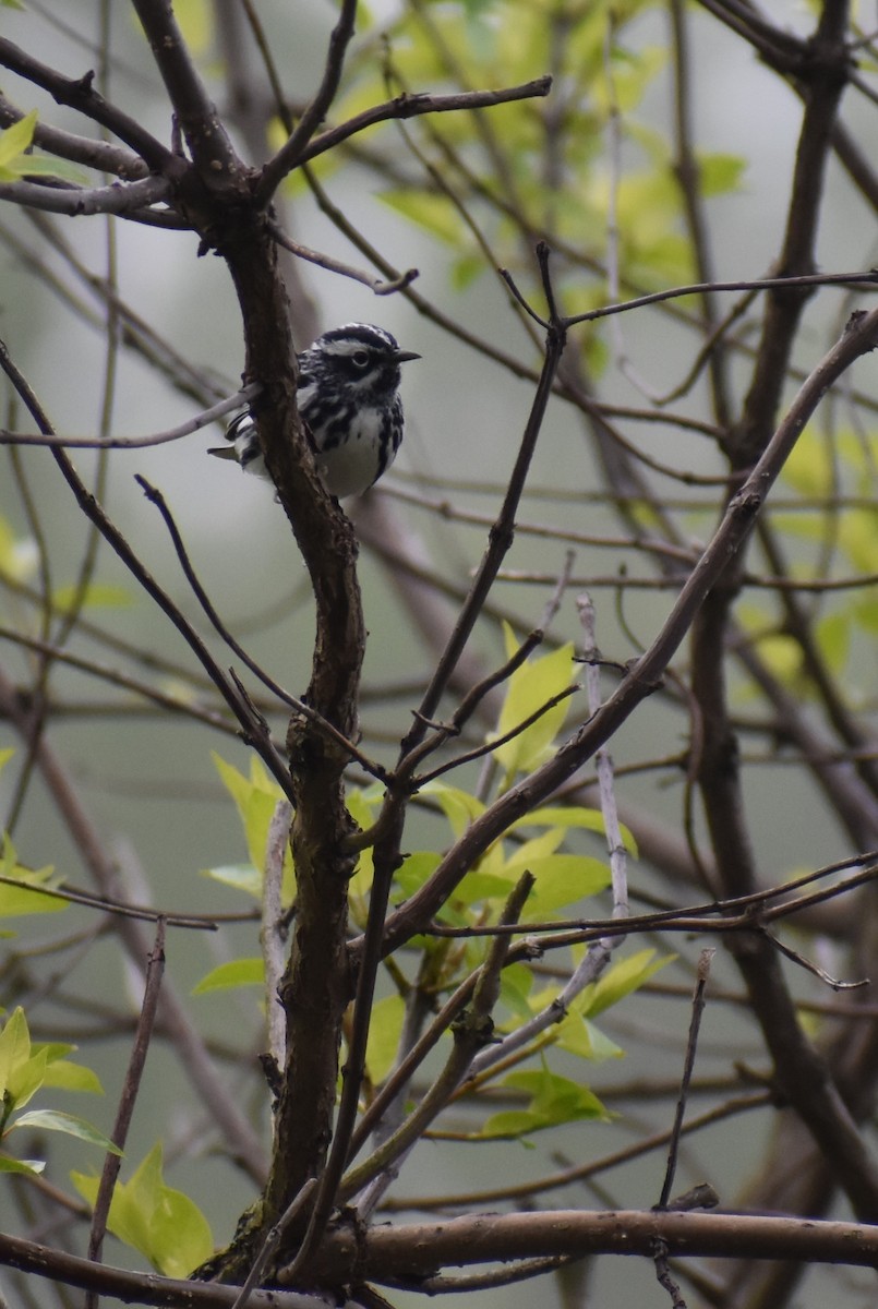Black-and-white Warbler - ML618738819