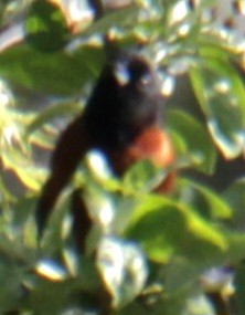 Orchard Oriole - ML618738828