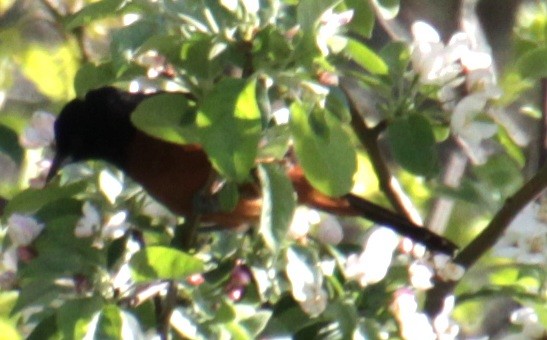 Orchard Oriole - ML618738830