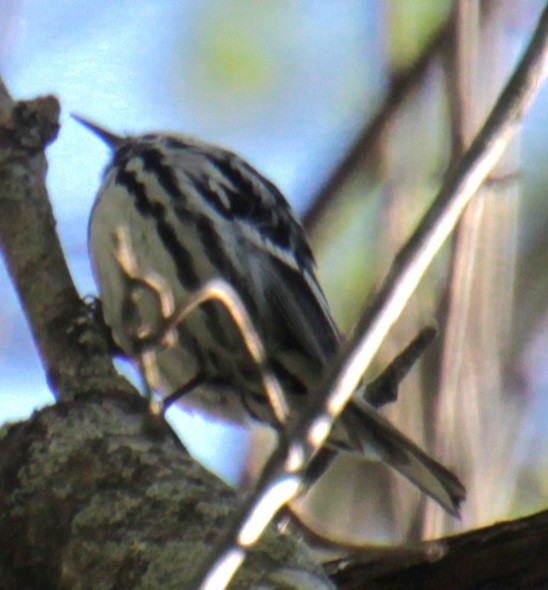 Black-and-white Warbler - ML618738882