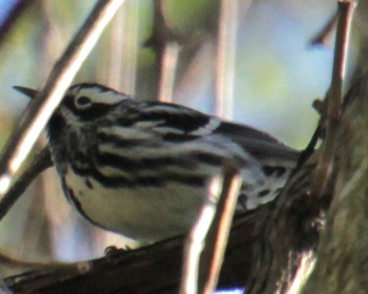 Black-and-white Warbler - ML618738883