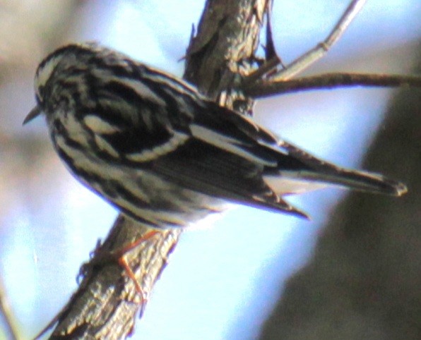 Black-and-white Warbler - ML618738884