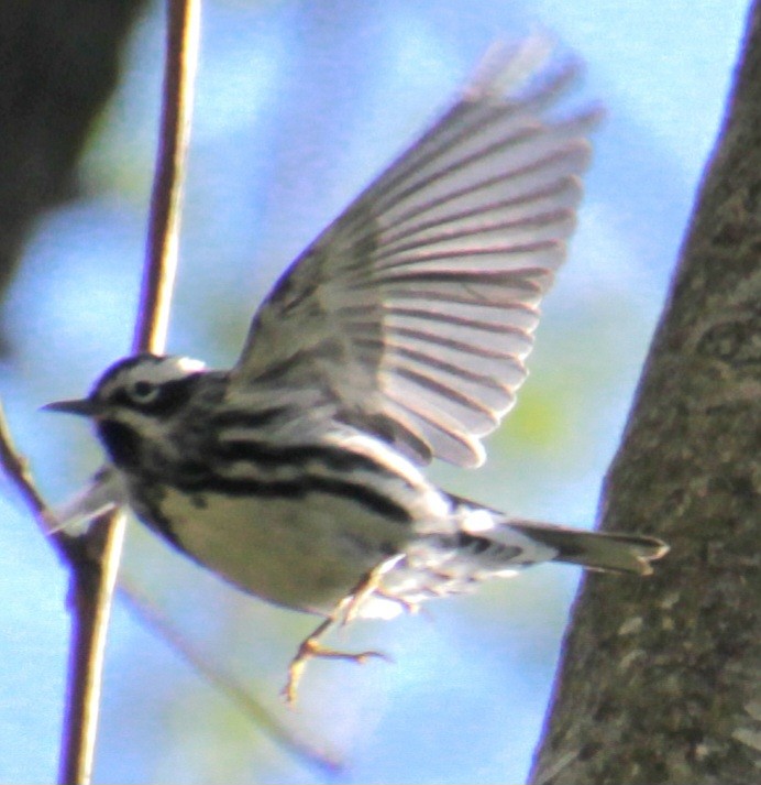 Black-and-white Warbler - ML618738885