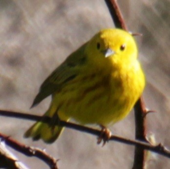Yellow Warbler (Northern) - ML618738916