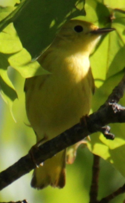 Yellow Warbler (Northern) - ML618738917
