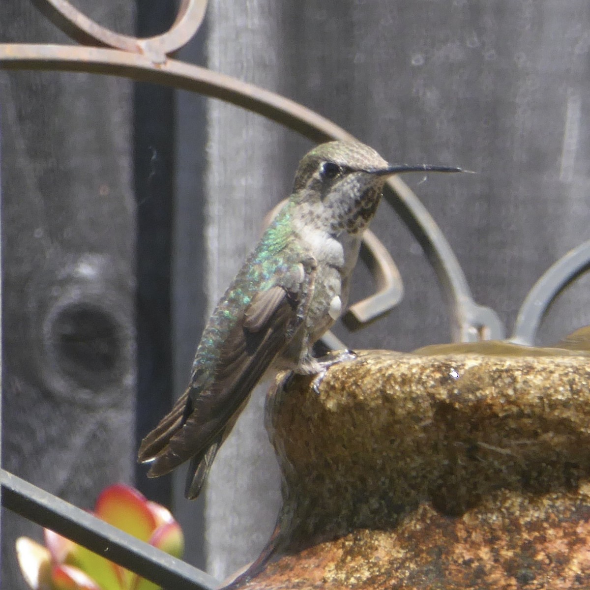 Anna's Hummingbird - ML618738940
