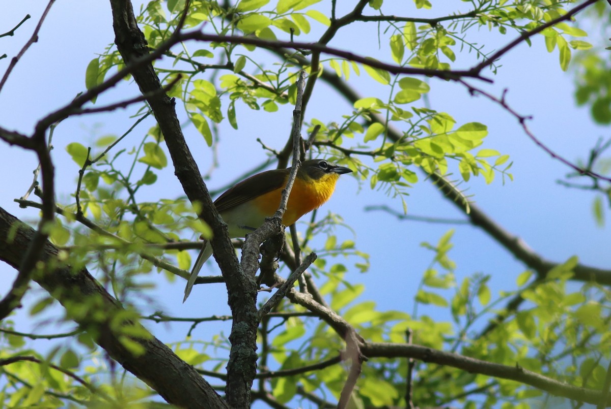 Yellow-breasted Chat - ML618738946
