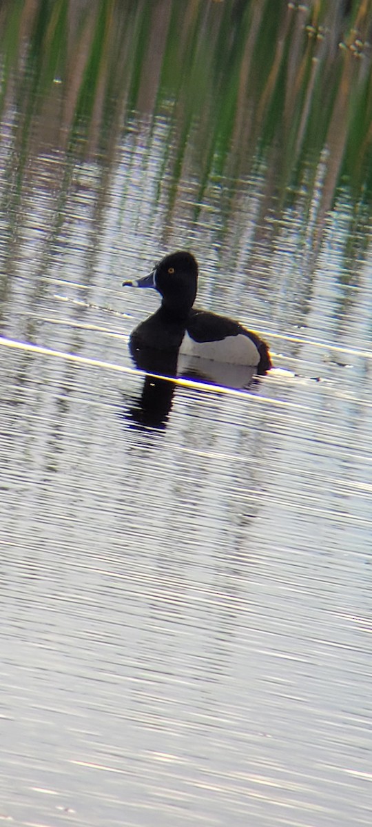 Ring-necked Duck - ML618739002