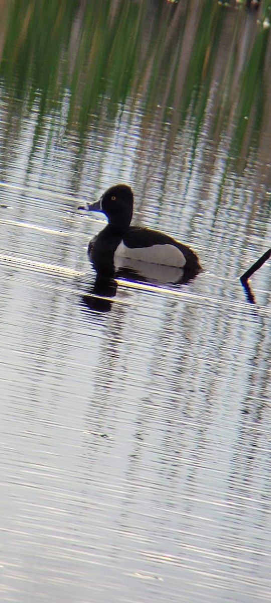 Ring-necked Duck - ML618739004