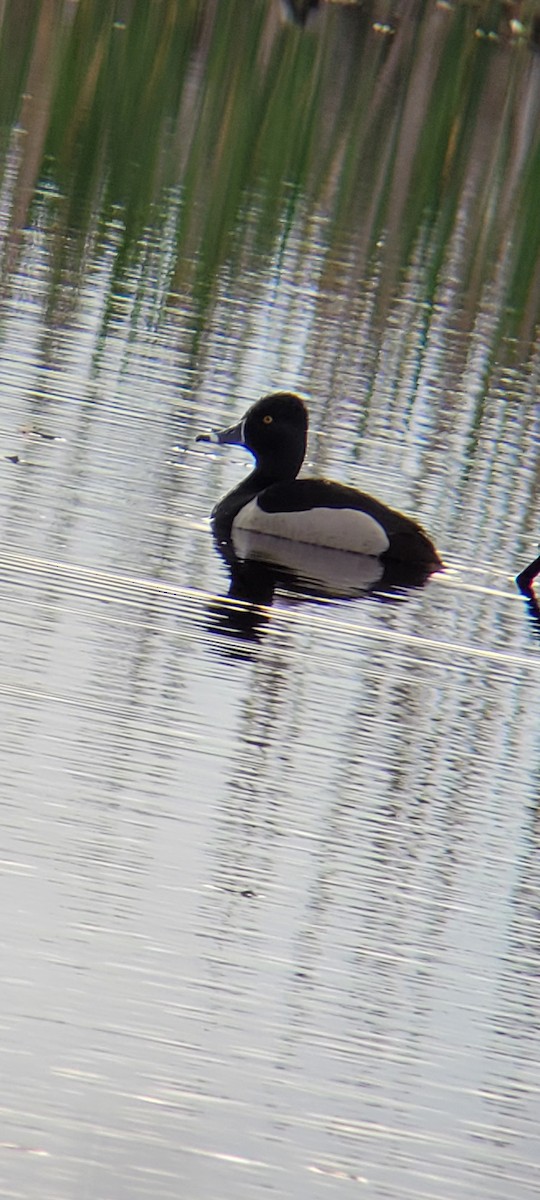 Ring-necked Duck - ML618739005