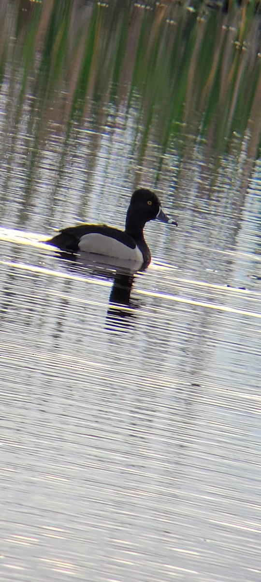 Ring-necked Duck - ML618739006