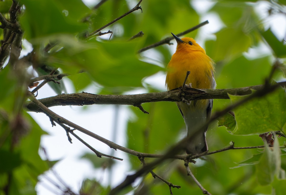 Prothonotary Warbler - ML618739073