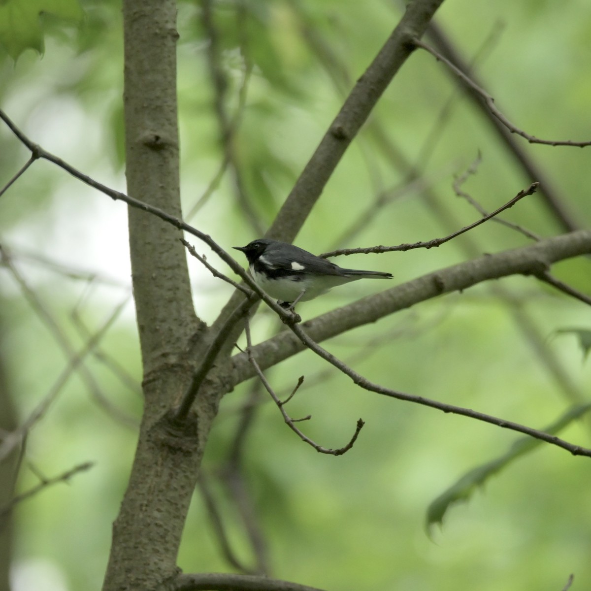 Black-throated Blue Warbler - ML618739089