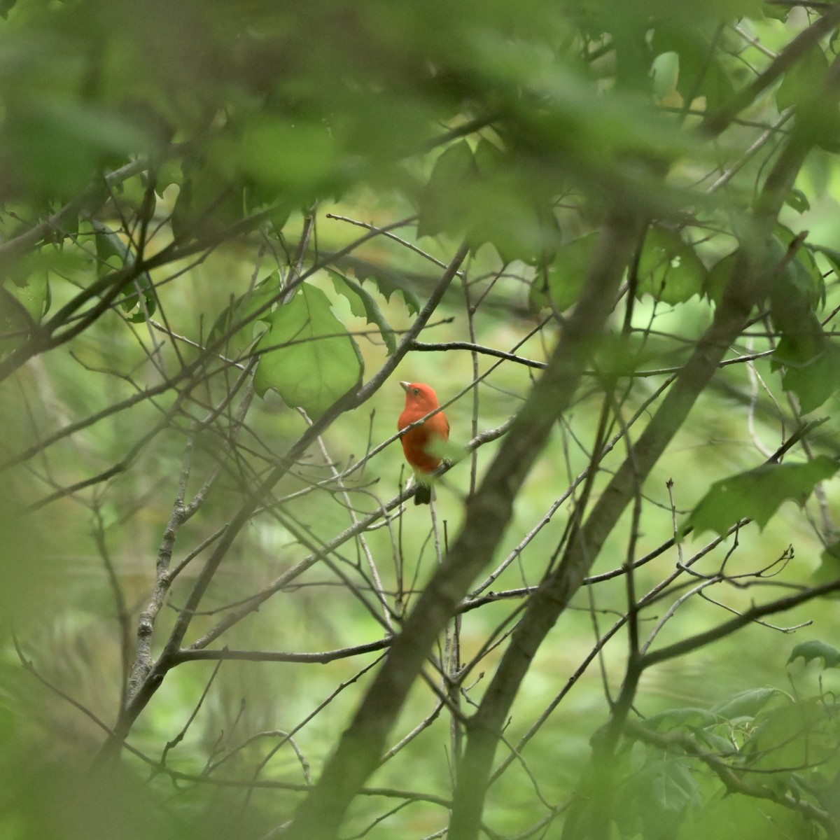 Scarlet Tanager - ML618739105