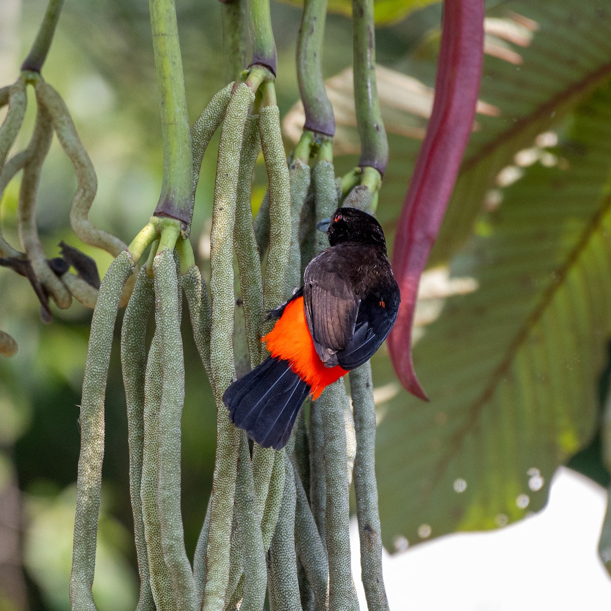 Scarlet-rumped Tanager - ML618739144