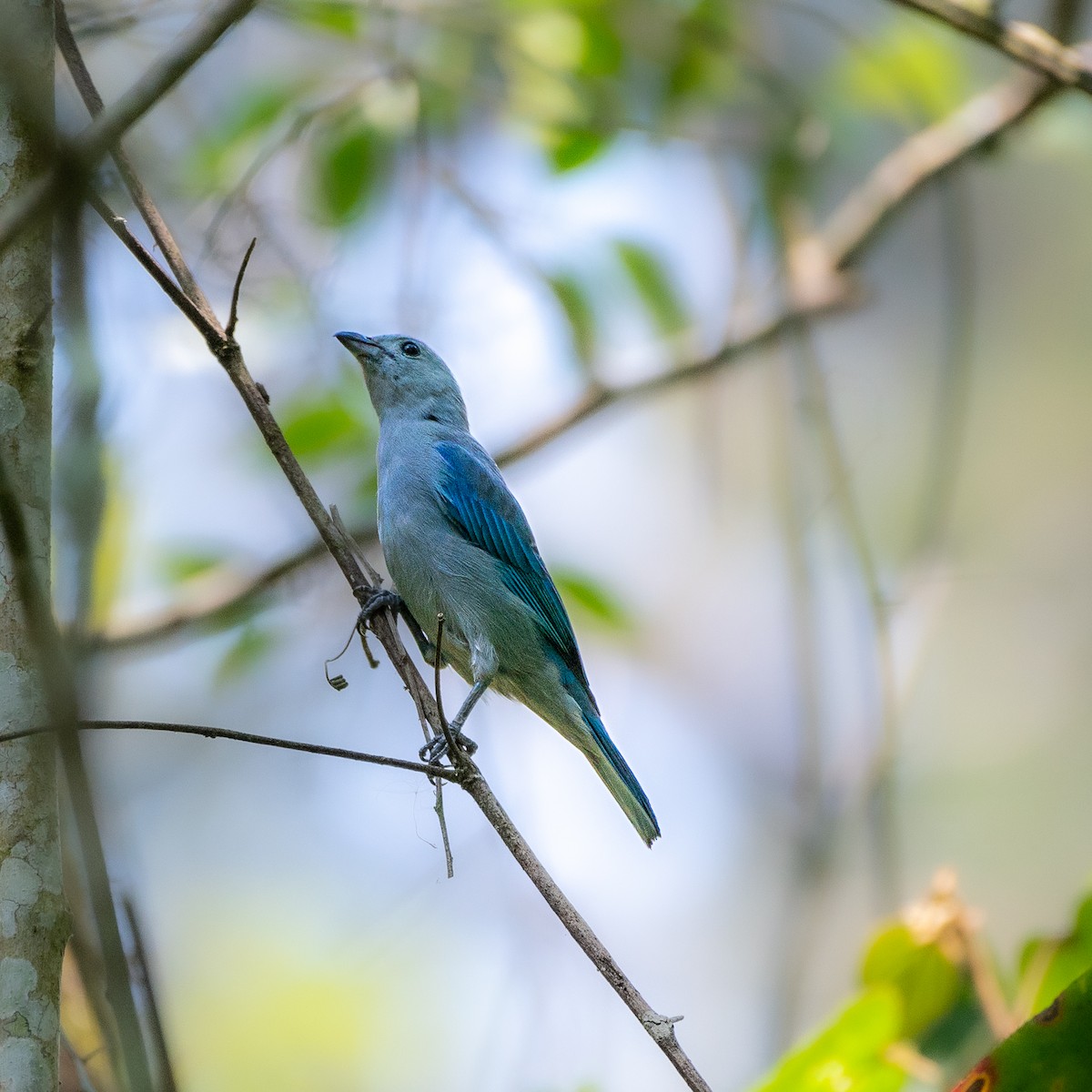 Blue-gray Tanager - ML618739172