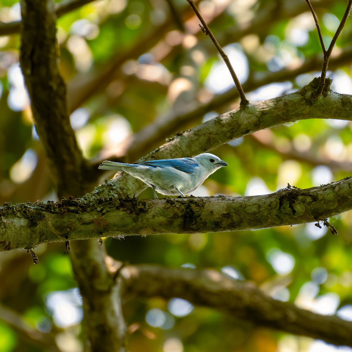 Blue-gray Tanager - ML618739175