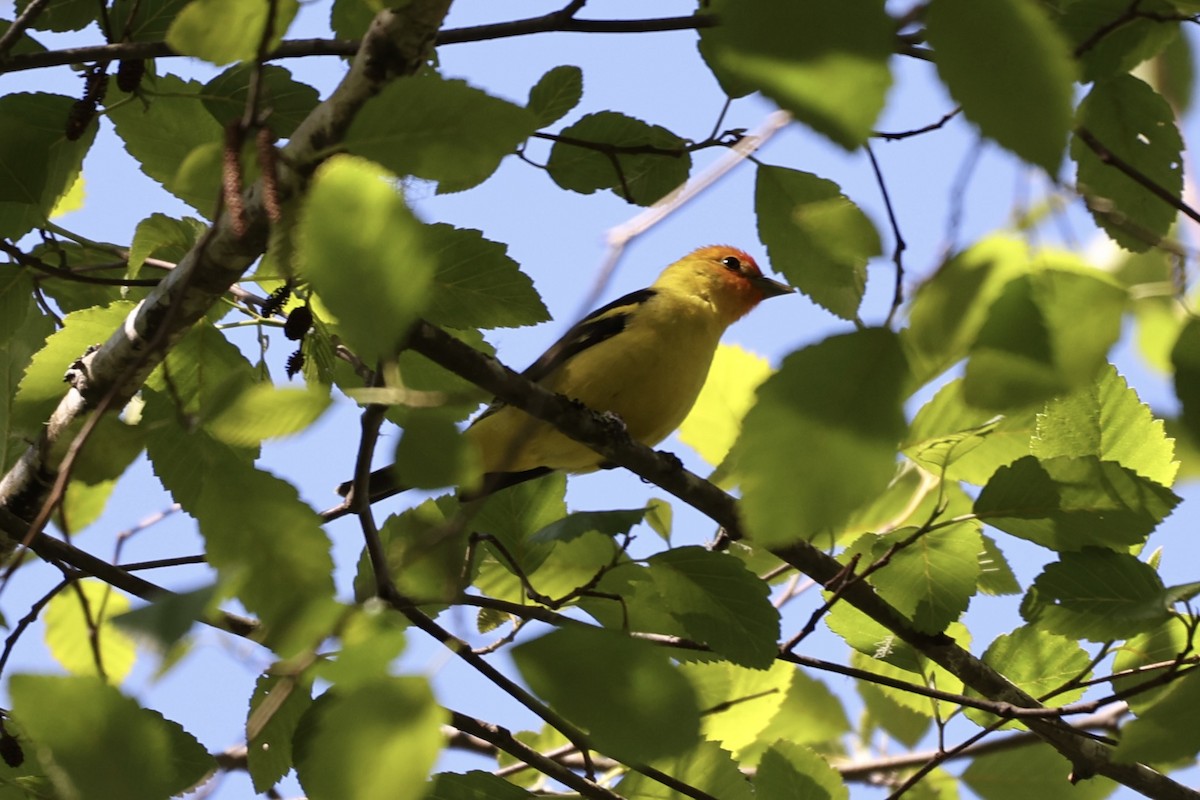 Western Tanager - ML618739240