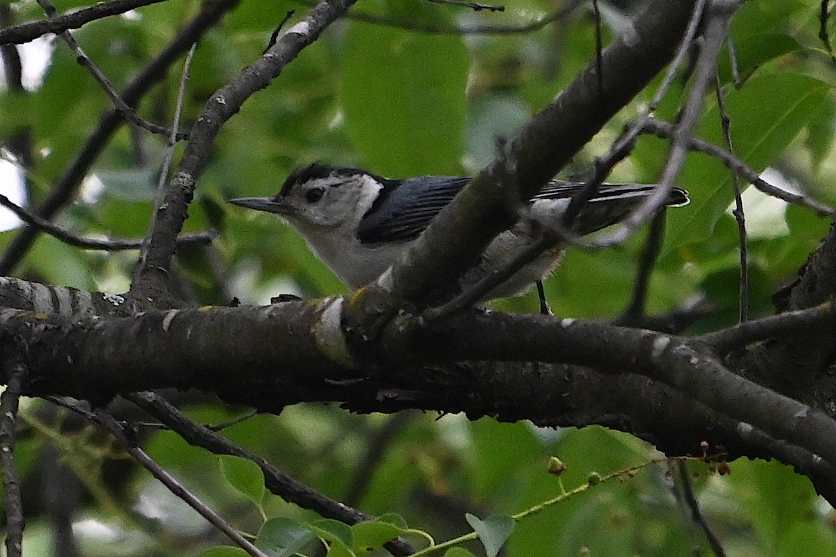 White-breasted Nuthatch - ML618739257