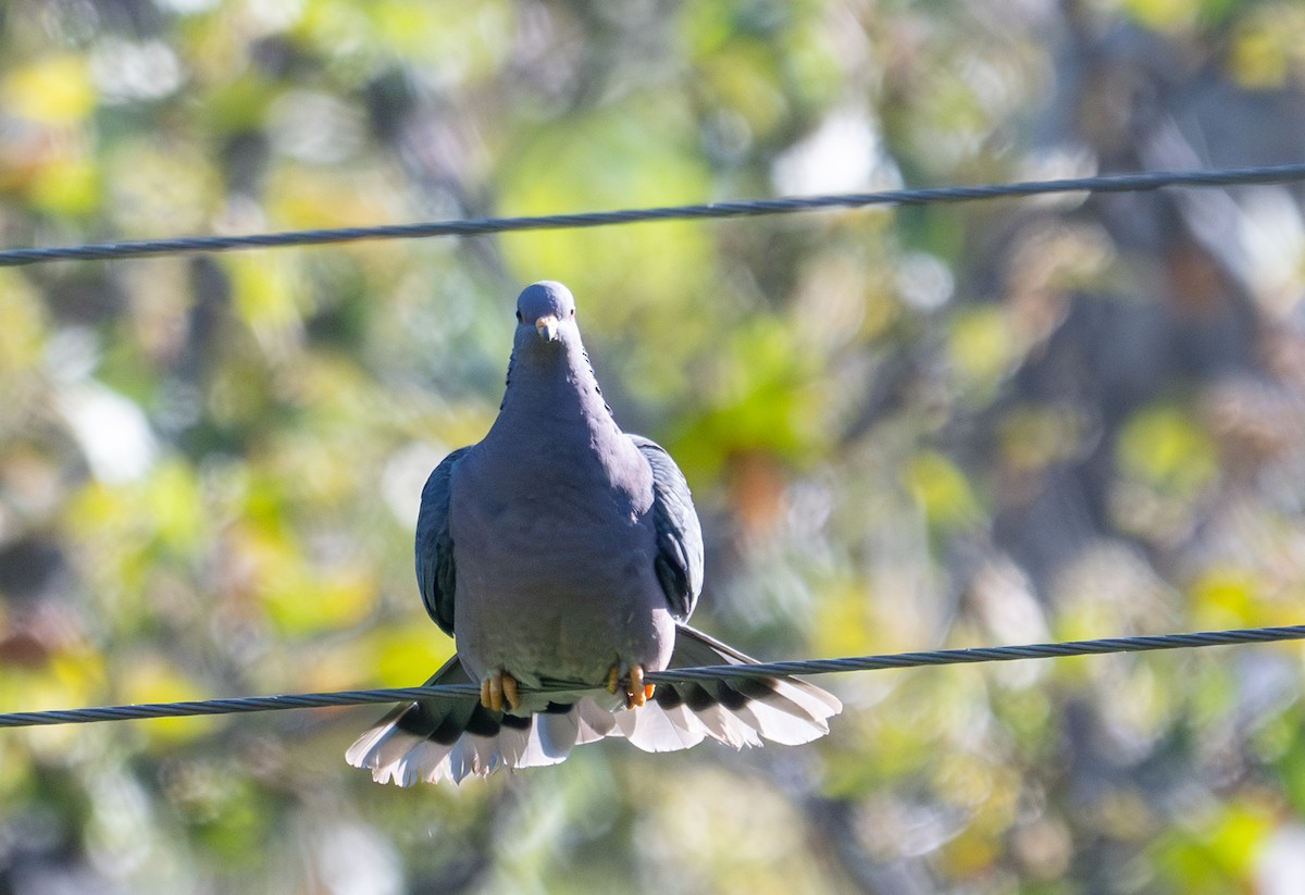 Band-tailed Pigeon - ML618739270