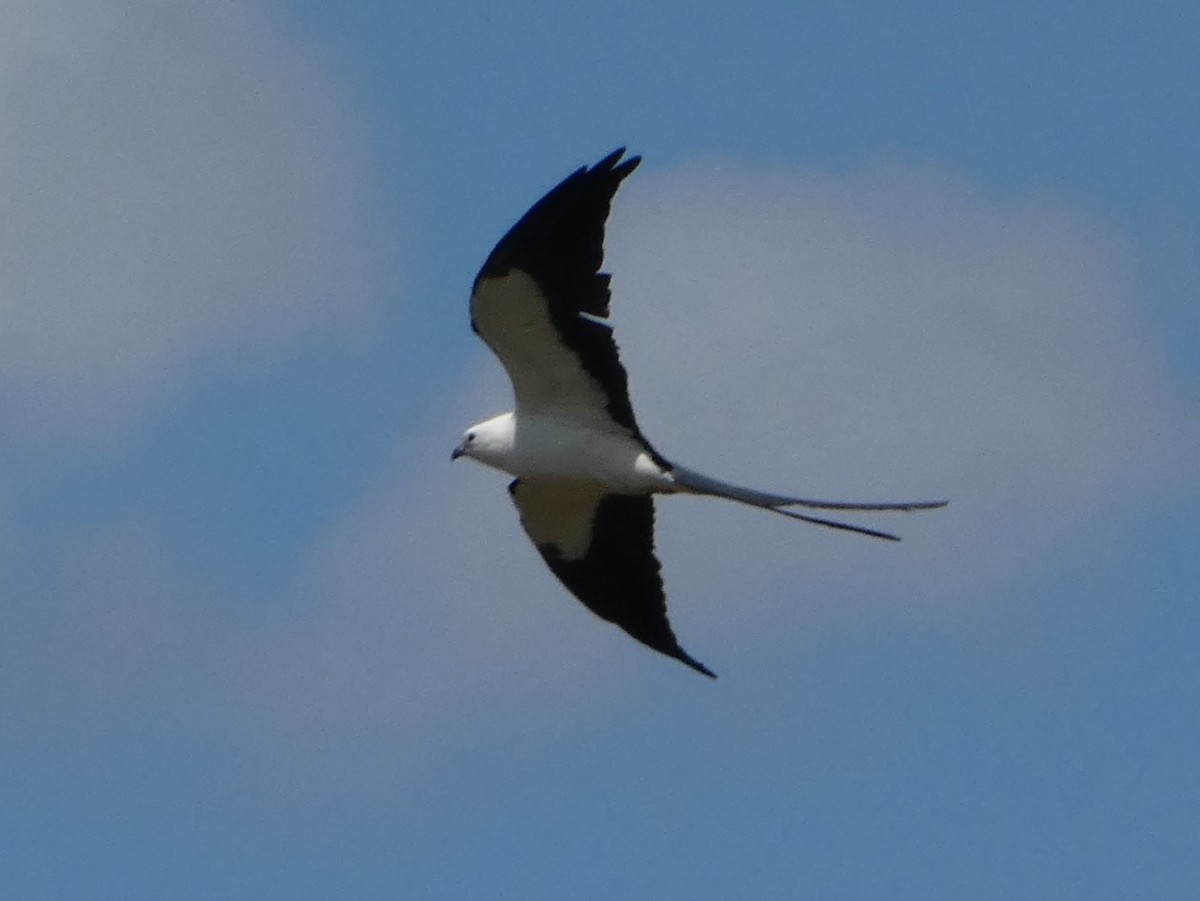 Swallow-tailed Kite - ML618739282