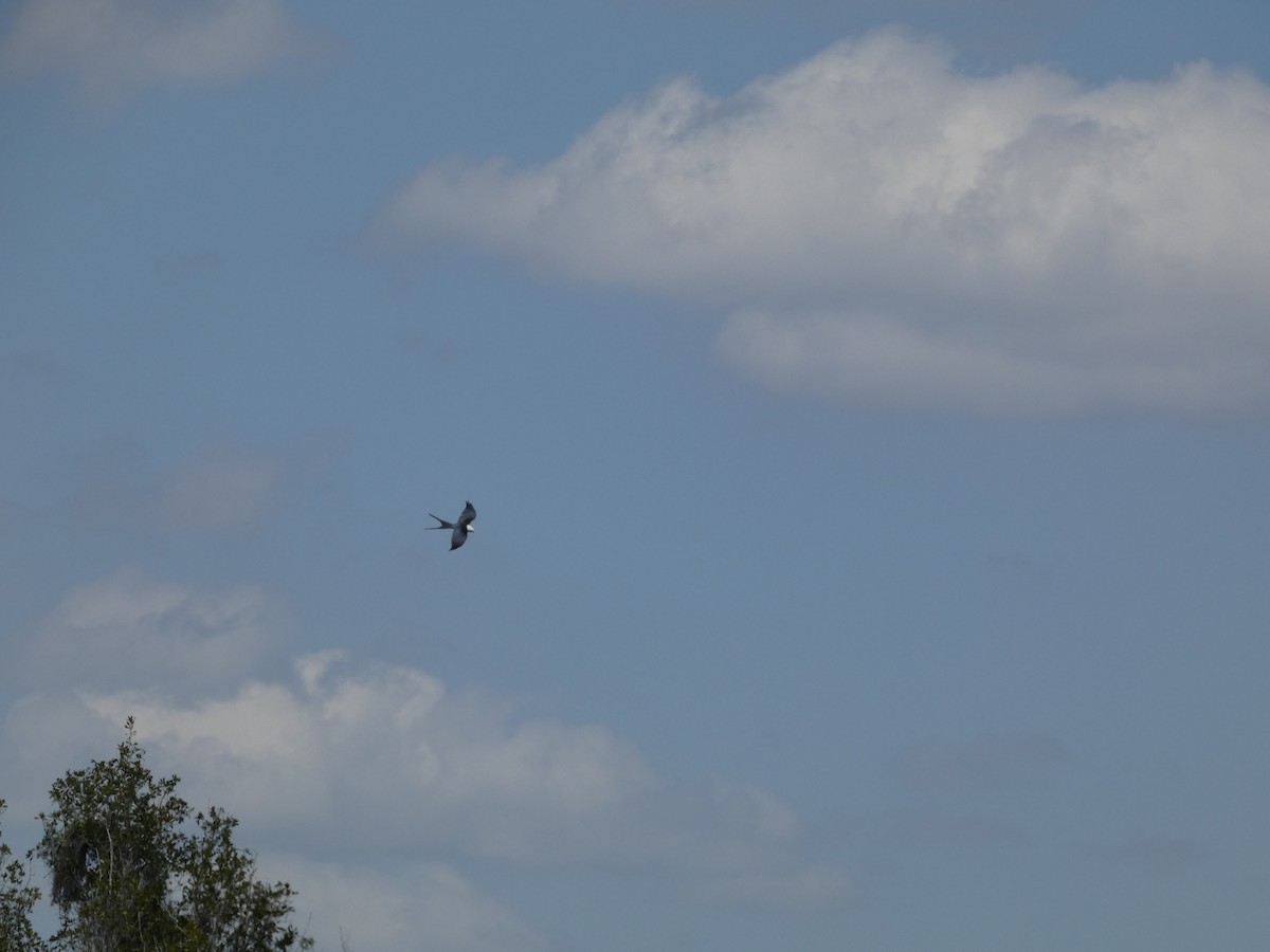 Swallow-tailed Kite - ML618739283