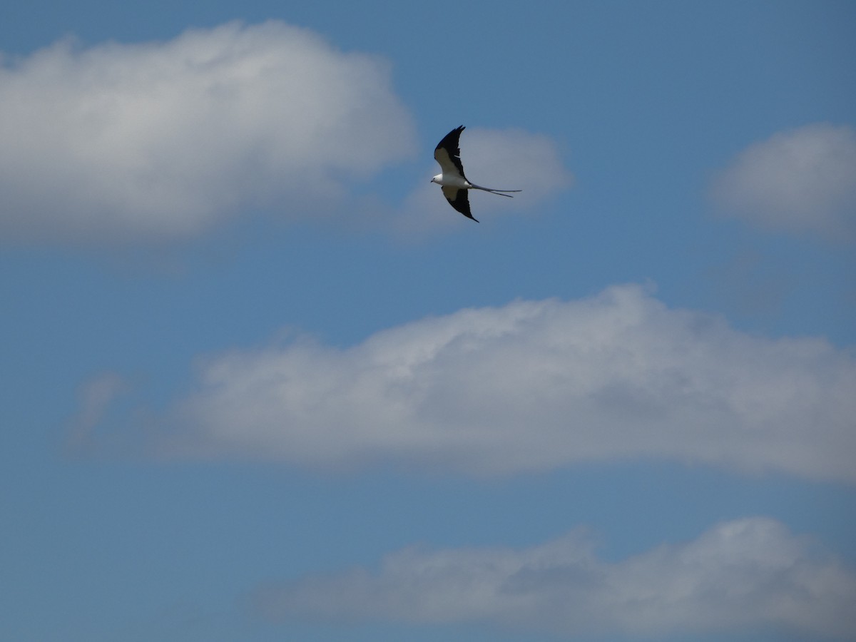 Swallow-tailed Kite - ML618739284