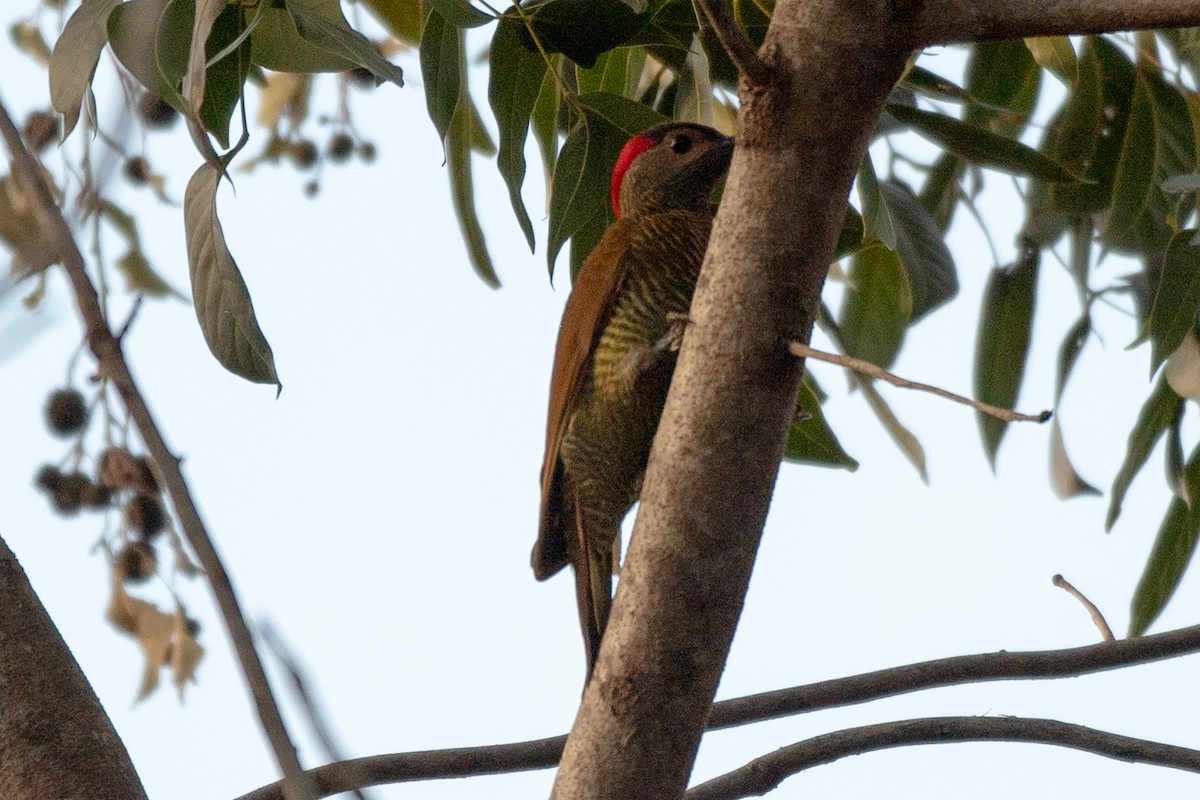 Golden-olive Woodpecker - ML618739300