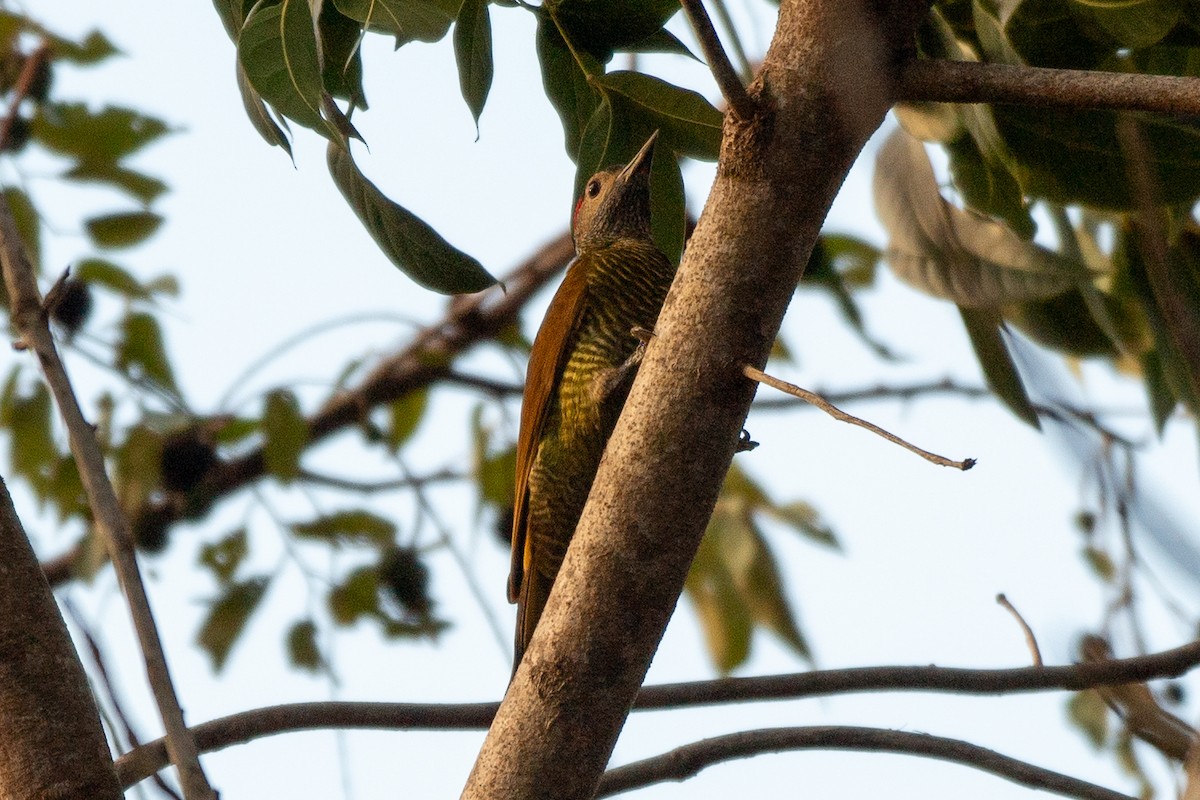 Golden-olive Woodpecker - ML618739301