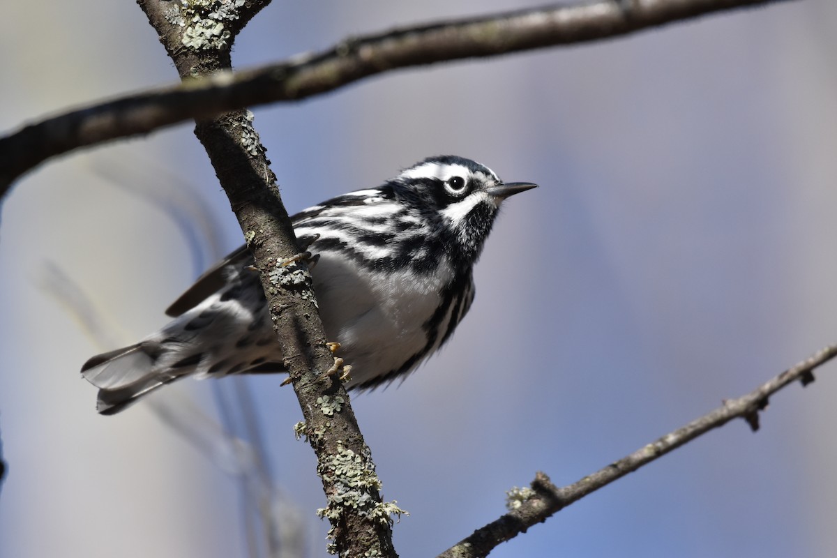 Black-and-white Warbler - ML618739325