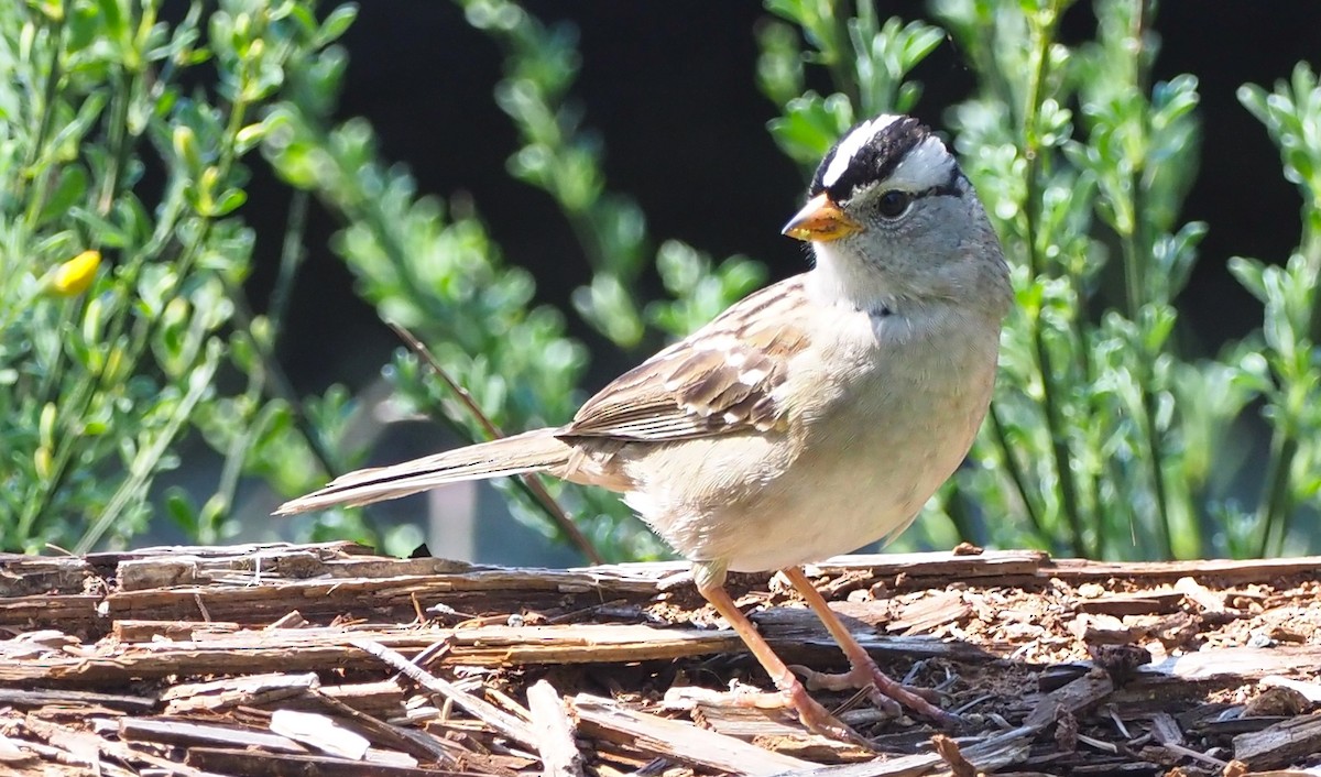 White-crowned Sparrow - ML618739327