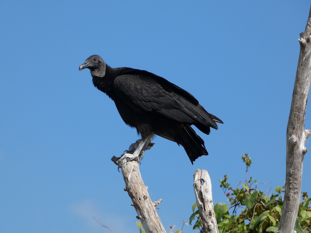 Black Vulture - ML618739328