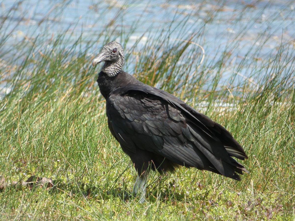 Black Vulture - ML618739330