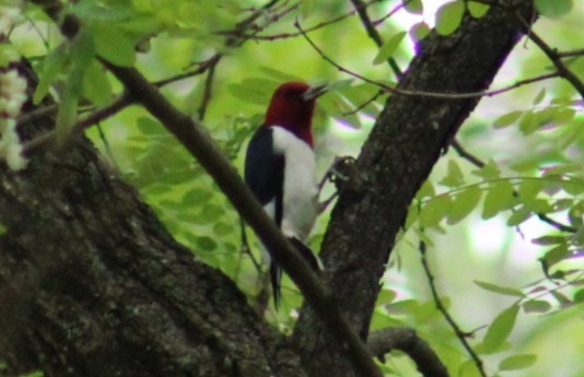 Red-headed Woodpecker - ML618739414