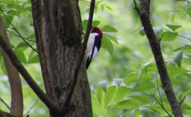 Red-headed Woodpecker - ML618739415